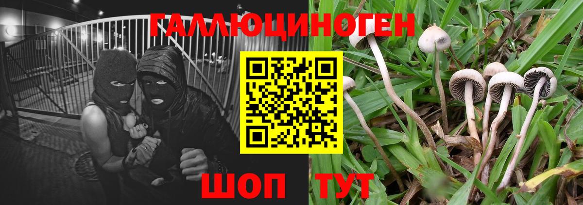 Галлюциногенные грибы Psilocybine cubensis Димитровград